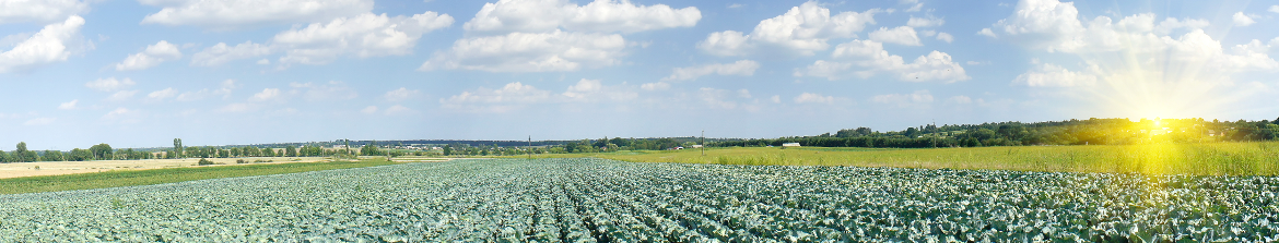 Green field